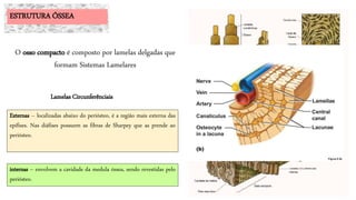Externas – localizadas abaixo do periósteo, é a região mais externa das
epífises. Nas diáfises possuem as fibras de Sharpey que as prende ao
periósteo.
internas – envolvem a cavidade da medula óssea, sendo revestidas pelo
periósteo.
ESTRUTURA ÓSSEA
O osso compacto é composto por lamelas delgadas que
formam Sistemas Lamelares
Lamelas Circunferênciais
 