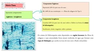 Os cristais de Hidroxiapatita estão depositados em regiões lacunares das fibras de
colágeno e suas extremidades livres atraem moléculas de água que formam uma
Capa de Hidratação, que auxilia na troca de íons com o fluido extracelular.
Apresenta componentes
orgânicos e inorgânicos
Matriz Óssea
Componentes Orgânicos:
Representa 35% do peso seco do osso;
80 a 90% de sua constituição >>>> fibras de colágeno do Tipo I;
Componentes Inorgânicos:
Constitui 65% do peso seco do osso (cálcio e fósforo na forma de cristais
de hidroxiapatita);
bicarbonato, citrato, magnésio, sódio e potássio.
 