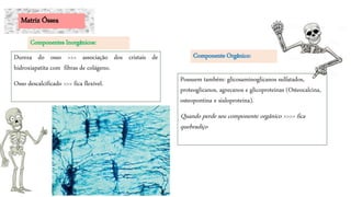 Possuem também: glicosaminoglicanos sulfatados,
proteoglicanos, agrecanos e glicoproteinas (Osteocalcina,
osteopontina e sialoproteina).
Quando perde seu componente orgânico >>>> fica
quebradiço
Dureza do osso >>> associação dos cristais de
hidroxiapatita com fibras de colágeno.
Osso descalcificado >>> fica flexível.
Matriz Óssea
Componentes Inorgânicos:
Componente Orgânico:
 