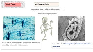 composta de fibras e substância fundamental (S.F).
Fibras são do tipo colágeno I
S. F. é rica em proteoglicanos e glicoproteinas (Osteonectina,
osteocalcina, osteopontina e sialoproteina).
Suas células são: Osteoprogenitoras; Osteoblastos, Osteócitos e
Osteoclastos.
Tecido Ósseo Matriz extracelular
 