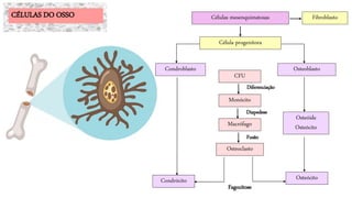 Condroblasto Osteoblasto
Osteóide
Osteócito
OsteócitoCondrócito
CFU
Monócito
Macrófago
Osteoclasto
Diferenciação
Diapedese
Fusão
Fagocitose
Células mesenquimatosas
Célula progenitora
FibroblastoCÉLULAS DO OSSO
 