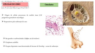  São grandes e multinucleadas (150m; até 50 núcleos).
 Citoplasma acidófilo.
 Ocupam depressões rasas denominadas de lacunas de Howship > zonas de reabsorção.
CÉLULAS DO OSSO Osteclastos
 Origem de células precursoras da medula óssea (Cél
progenitora granulócito-macrófago).
 Responsáveis pela reabsorção do osso.
 