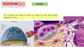  Os osteoclastos ativos podem ser divididos em 3 Regiões: Zona Basal, Borda Ondulada
(pregueada), Zona Clara.
CÉLULAS DO OSSO Osteclastos
 