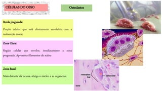 Zona Basal:
Mais distante da lacuna, abriga o núcleo e as organelas;
Borda pregueada:
Porção celular que está diretamente envolvida com a
reabsorção óssea;
Zona Clara:
Região celular que envolve, imediatamente a zona
pregueada. Apresenta filamentos de actina
CÉLULAS DO OSSO Osteclastos
 