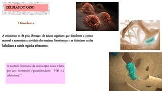 O controle hormonal da reabsorção óssea é feito
por dois hormônios : paratireoidiano - PTH e a
calcitonina.**
CÉLULAS DO OSSO
Osteoclastos
A reabsorção se dá pela liberação de ácidos orgânicos que dissolvem a porção
mineral e aumentam a atividade das enzimas lisossômicas > as hidrolases ácidas
hidrolisam a matriz orgânica ativamente.
 