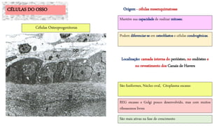 Podem diferenciar-se em osteoblastos e células condrogênicas.
CÉLULAS DO OSSO
Células Osteoprogenitoras
Origem - células mesenquimatosas
São mais ativas na fase de crescimento
Mantém sua capacidade de realizar mitoses;
Localização: camada interna do periósteo, no endósteo e
no revestimento dos Canais de Havers
São fusiformes, Núcleo oval, Citoplasma escasso
REG escasso e Golgi pouco desenvolvido, mas com muitos
ribossomos livres
 