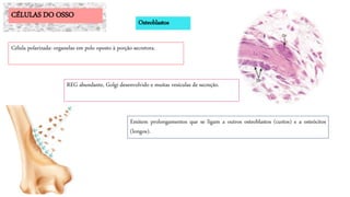 Emitem prolongamentos que se ligam a outros osteoblastos (curtos) e a osteócitos
(longos).
CÉLULAS DO OSSO
Osteoblastos
Célula polarizada: organelas em polo oposto à porção secretora.
REG abundante, Golgi desenvolvido e muitas vesículas de secreção.
 