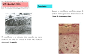 Quando os osteoblastos superficiais deixam de
produzir matriz (quiescentes) são denominados de
Células do Revestimento Ósseo.
CÉLULAS DO OSSO
Osteoblastos
Os osteoblastos e os osteócitos estão separados da matriz
calcificada por uma fina camada de matriz não calcificada
denominada de osteóide.
 