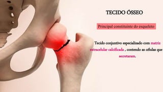 TECIDO ÓSSEO
Tecido conjuntivo especializado com matriz
extracelular calcificada , contendo as células que
secretaram.
Principal constituinte do esqueleto
 