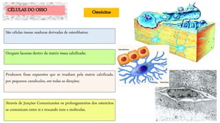 Através de Junções Comunicantes os prolongamentos dos osteócitos
se comunicam entre si e trocando íons e moléculas.
CÉLULAS DO OSSO Osteócitos
São células ósseas maduras derivadas de osteoblastos;
Ocupam lacunas dentro da matriz óssea calcificada;
Produzem finas expansões que se irradiam pela matriz calcificada,
por pequenos canalículos, em todas as direções;
 