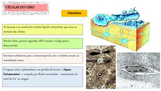 O espaço entre o plasmalema e as paredes da lacuna >>Espaço
Periosteocístico >> ocupado por fluido extracelular > manutenção do
nível de Ca+ no sangue.
CÉLULAS DO OSSO
Osteócitos
As lacunas e os canalículos contêm líquido extracelular que atua na
nutrição das células.
Núcleo chato, poucas organelas, REG escasso e Golgi pouco
desenvolvido.
Secretam substâncias para a manutenção do osso e também atuam na
remodelação óssea.
 