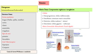 Resumo
-Células
1. Osteoprogenitoras: células indiferenciadas
2. Osteoblastos: sintetizam matriz extracelular
3. Osteócitos: células maduras (¯ síntese)
4. Osteoclastos: células gigantes – reabsorção
-Matriz Extracelular Mineralizada (Tecido Rígido)
Histogenese:
Intramembranosa/Endocondral
Estrutura Ossea:
Forma anatômica:
-longos (Diafise, epífise, metáfise)
-curtos
-chatos
-sesamóides
-irregulares
Tipo de osso:
-primário
-Secundário
Conf. Macroscopica:
-Esponjoso
-Compacto
Canais de havers/Wolkmann e canalículos
Matriz Óssea: Componentes orgânicos e inorgânicos
 