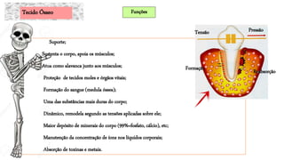 Suporte;
Sustenta o corpo, apoia os músculos;
Atua como alavanca junto aos músculos;
Proteção de tecidos moles e órgãos vitais;
Formação do sangue (medula óssea);
Uma das substâncias mais duras do corpo;
Dinâmico, remodela segundo as tensões aplicadas sobre ele;
Maior depósito de minerais do corpo (99%=fosfato, cálcio), etc;
Manutenção da concentração de íons nos líquidos corporais;
Absorção de toxinas e metais.
Tecido Ósseo Funções
Tensão Pressão
ReabsorçãoFormação
 