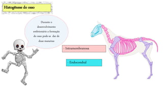 - Endocondral
Histogênese do osso
Durante o
desenvolvimento
embrionário a formação
do osso pode-se dar de
duas maneiras
- Intramembranosa
 