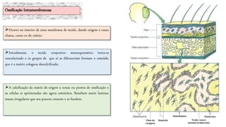 A calcificação da matriz dá origem a zonas ou pontos de ossificação e
as células aí aprisionadas são agora osteócitos. Resultam assim laminas
ósseas irregulares que aos poucos crescem e se fundem.
Ocorre no interior de uma membrana de tecido, dando origem a ossos
chatos, como os do crânio;
Inicialmente, o tecido conjuntivo mesenquimático torna-se
vascularizado e os grupos de que aí se diferenciam formam o osteóide,
que é a matriz colagena descalcificada;
Ossificação Intramembranosa
 