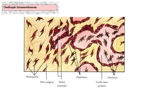 Mesênquima
Fibra colágena Matriz
(osteóide)
OsteócitosOsteblastos
Tecido ósseo
primário
Ossificação Intramembranosa
 