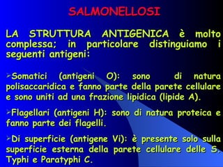SALMONELLOSI LA STRUTTURA ANTIGENICA è molto complessa; in particolare distinguiamo i seguenti antigeni: Somatici (antigeni O): sono  di natura polisaccaridica e fanno parte della parete cellulare e sono uniti ad una frazione lipidica (lipide A). Flagellari (antigeni H): sono di natura proteica e fanno parte dei flagelli. Di superficie (antigene Vi): è presente solo sulla superficie esterna della parete cellulare delle S. Typhi e Paratyphi C. 