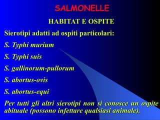 SALMONELLE HABITAT E OSPITE Sierotipi adatti ad ospiti particolari: S. Typhi murium S. Typhi suis S. gallinorum-pullorum S. abortus-ovis S. abortus-equi Per tutti gli altri sierotipi non si conosce un ospite abituale (possono infettare qualsiasi animale). 