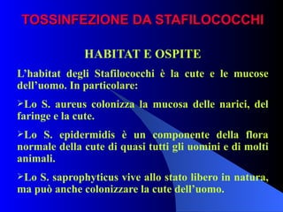 TOSSINFEZIONE DA STAFILOCOCCHI HABITAT E OSPITE L’habitat degli Stafilococchi è la cute e le mucose dell’uomo. In particolare: Lo S. aureus colonizza la mucosa delle narici, del faringe e la cute. Lo S. epidermidis è un componente della flora normale della cute di quasi tutti gli uomini e di molti animali. Lo S. saprophyticus vive allo stato libero in natura, ma può anche colonizzare la cute dell’uomo. 
