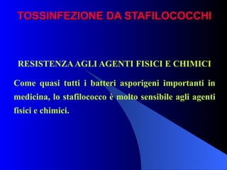 TOSSINFEZIONE DA STAFILOCOCCHI RESISTENZA AGLI AGENTI FISICI E CHIMICI Come quasi tutti i batteri asporigeni importanti in medicina, lo stafilococco è molto sensibile agli agenti fisici e chimici. 