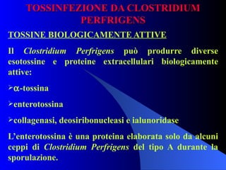 TOSSINFEZIONE DA CLOSTRIDIUM PERFRIGENS TOSSINE BIOLOGICAMENTE ATTIVE Il  Clostridium Perfrigens  può produrre diverse esotossine e proteine extracellulari biologicamente attive:  -tossina enterotossina collagenasi, deosiribonucleasi e ialunoridase L’enterotossina è una proteina elaborata solo da alcuni ceppi di  Clostridium Perfrigens  del tipo A durante la sporulazione.  