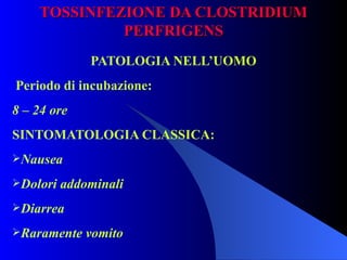TOSSINFEZIONE DA CLOSTRIDIUM PERFRIGENS PATOLOGIA NELL’UOMO   Periodo di incubazione: 8 – 24 ore SINTOMATOLOGIA CLASSICA: Nausea Dolori addominali Diarrea Raramente vomito 