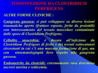 TOSSINFEZIONE DA CLOSTRIDIUM PERFRIGENS ALTRE FORME CLINICHE : Gangrena gassosa:   si può sviluppare su diverse lesioni traumatiche aperte (fratture esposte, ferite da proiettili) con interessamento del tessuto muscolare contaminate dalle spore di Clostridium Perfrigens. Cellulite anaerobia:   è dovuta all’infezione da Clostridium Perfrigens   di ferite e dei tessuti sottocutanei circostanti in cui c’è una marcata formazione di gas, ma con  sintomatologiapiù lieve rispetto alla gangrena gassosa. Endometrite da clostridi:  estremamente rara determina necrosi uterina e setticemia. 