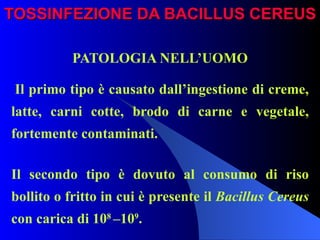 TOSSINFEZIONE DA BACILLUS CEREUS PATOLOGIA NELL’UOMO   Il primo tipo è causato dall’ingestione di creme, latte, carni cotte, brodo di carne e vegetale, fortemente contaminati. Il secondo tipo è dovuto al consumo di riso bollito o fritto in cui è presente il  Bacillus Cereus  con carica di 10 8  –10 9 . 
