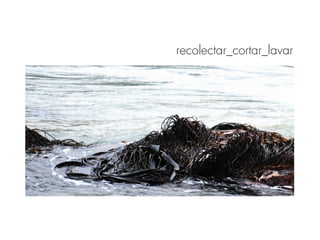 recolectar_cortar_lavar
 