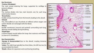 Windpipe Collapse To study the permanent histological sections of mammalian-1.pptx