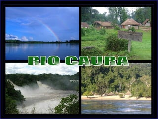 RIO CAURA 