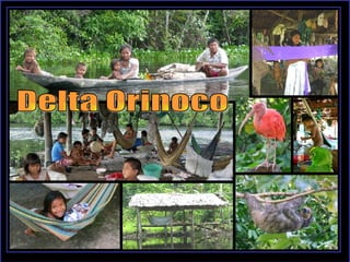 Delta Orinoco 