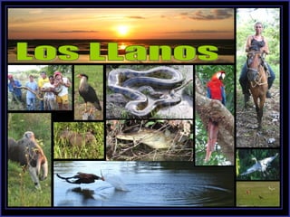 Los LLanos 