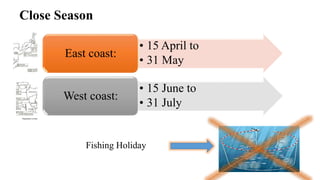 Close Season
27
• 15 April to
• 31 May
East coast:
• 15 June to
• 31 July
West coast:
Fishing Holiday
 