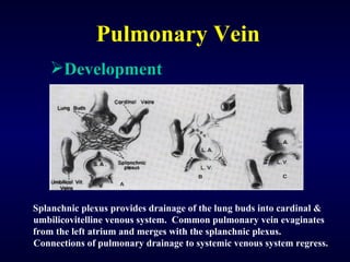 Pulmonary Vein Splanchnic plexus provides drainage of the lung buds into cardinal & umbilicovitelline venous system.  Common pulmonary vein evaginates  from the left atrium and merges with the splanchnic plexus.  Connections of pulmonary drainage to systemic venous system regress. Development 