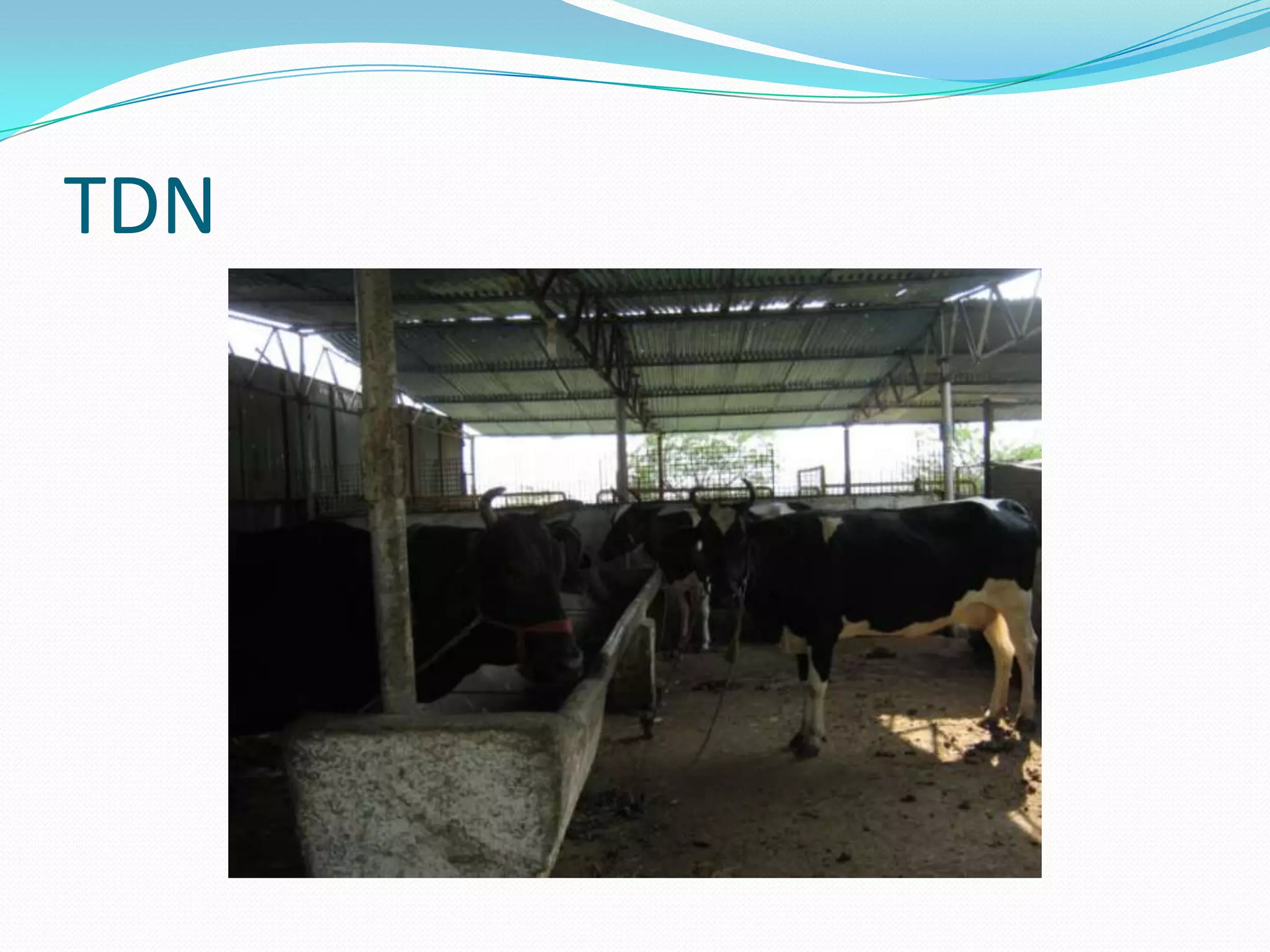 Total digestive nutrients(TDN) | PPTX