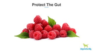 Protect The Gut
 