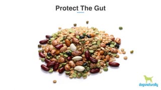 Protect The Gut
 