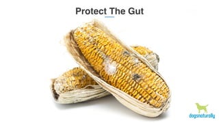 Protect The Gut
 