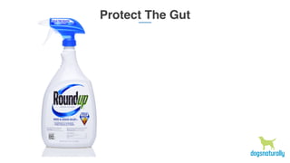Protect The Gut
 