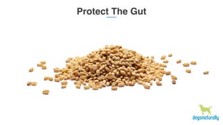 Protect The Gut
 