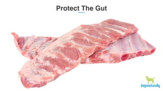 Protect The Gut
 