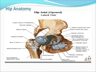 Hip Anatomy
 