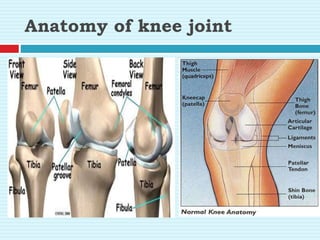 Anatomy of knee joint
 