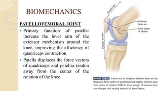 BIOMECHANICS
PATELLOFEMORAL JOINT
 Primary function of patella:
increase the lever arm of the
extensor mechanism around the
knee, improving the efficiency of
quadriceps contraction.
 Patella displaces the force vectors
of quadriceps and patellar tendon
away from the center of the
rotation of the knee.
 