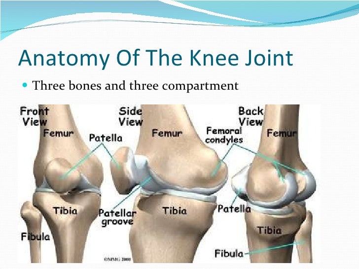 Anatomy Knee Replacement Gallery - How To Guide And Refrence