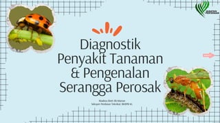 Diagnostik
Penyakit Tanaman
& Pengenalan
Serangga Perosak
Madora Binti Ab Manan
Seksyen Penilaian Teknikal, BKRPB KL
 