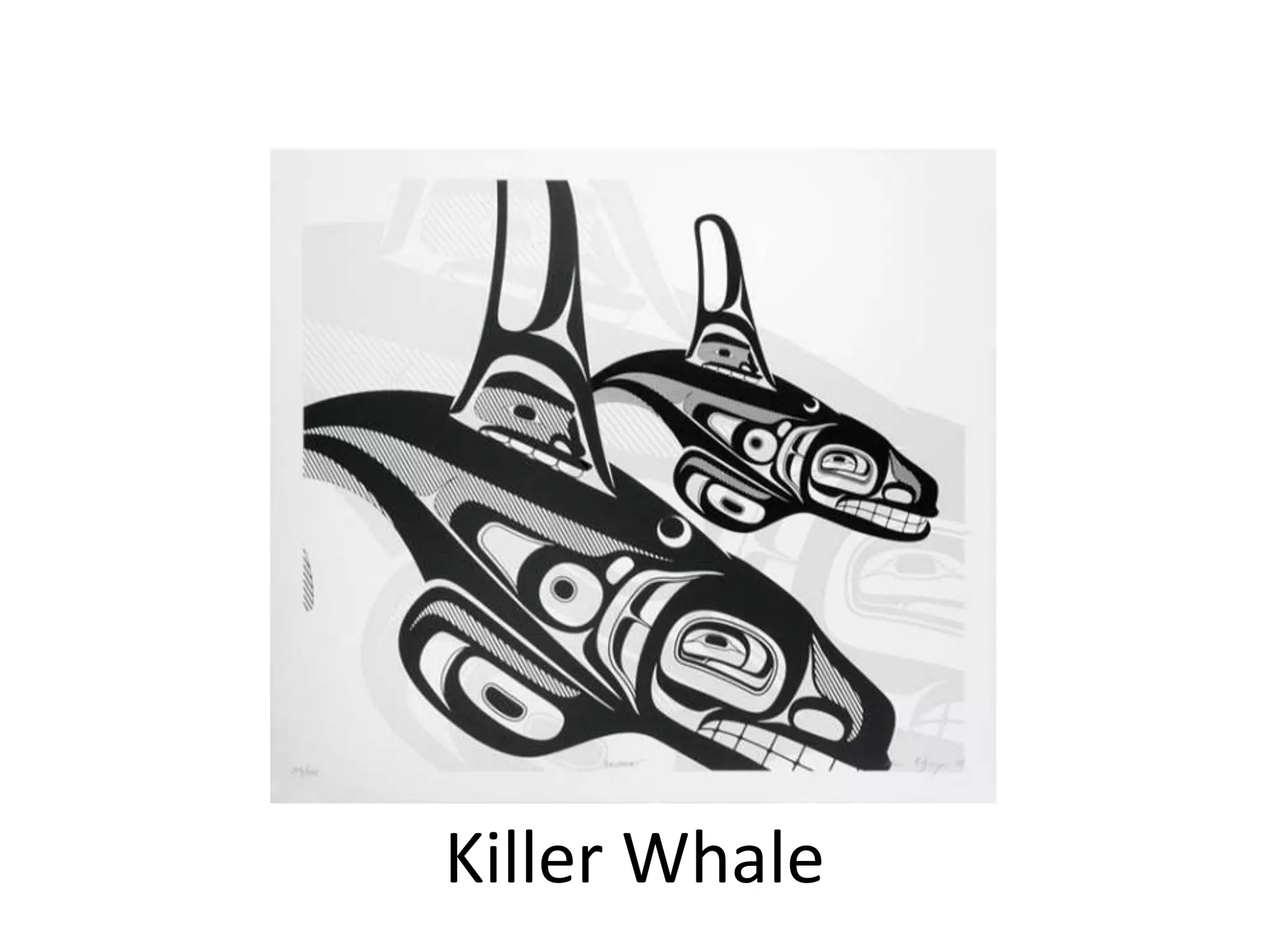 Killer Whale

 