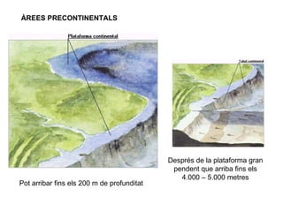 ÀREES PRECONTINENTALS Pot arribar fins els 200 m de profunditat Després de la plataforma gran pendent que arriba fins els 4.000 – 5.000 metres 