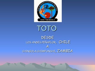 TOTO DESDE LOS ANDES,PEÑAFLOR ,   CHILE A CHINGOLA,CHIMFUNSHI ,   ZAMBIA 
